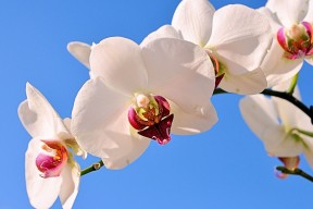 世界排球联赛：多点进攻体系重塑赛场格局，世界排球联赛规则